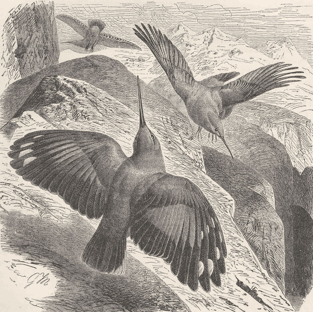 PERCHING BIRDS. The wall-creeper 1894 old antique vintage print picture